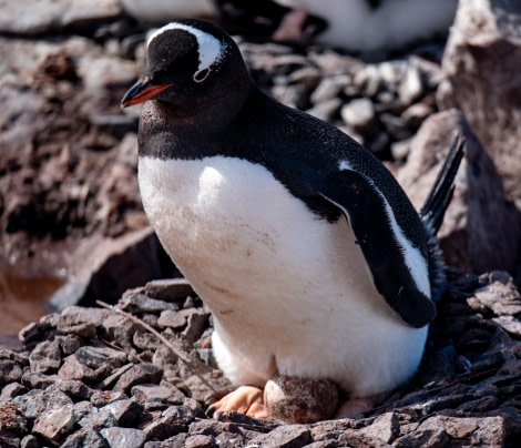 PLAEC-21, Day 7, Peterman Island © Laura Mony - Oceanwide Expeditions.jpg