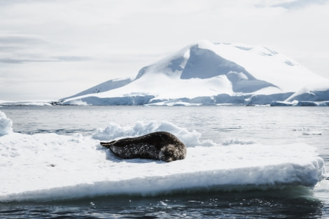 PLAEC-21, Day 7, Weddell Seal © Unknown Photographer - Oceanwide Expeditions.jpg