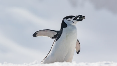 PLAEC-21, Day 8, Chinstrap penguin, Orne Island © Pippa Low - Oceanwide Expeditions.jpg