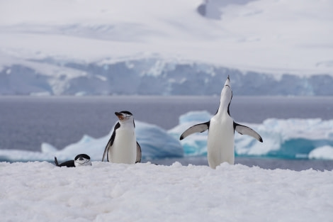 PLAEC-21, Day 8, Chinstrap penguins © Unknown Photographer - Oceanwide Expeditions.JPG