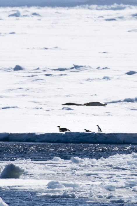 PLAEC-21, Day 9, Weddell Sea ice edge © Unknown Photographer - Oceanwide Expeditions.jpg