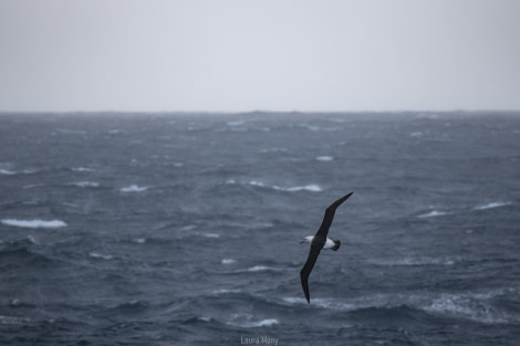 PLAEC-21, Day 02, Black-browed Albatross, Drake passage © Laura Mony - Oceanwide Expeditions.jpg