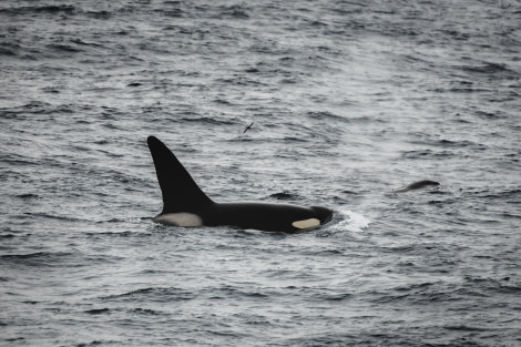 PLAEC-21, Day 3, Orca, Drake passage © Unknown Photographer - Oceanwide Expeditions.jpg