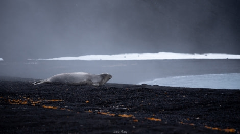 PLAEC-21, Day 4, Deception Island ©  Laure Mony - Oceanwide Expeditions.jpg