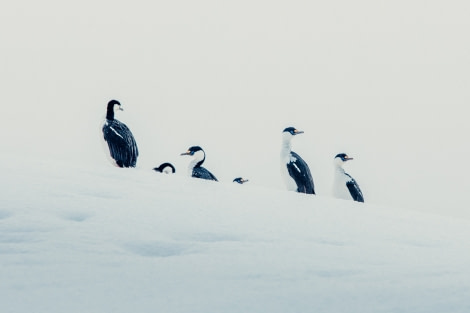 PLA24-21, Day 8, Blue-eyed shags, Foyn Harbour © Unknown Photographer - Oceanwide Expeditions.jpg