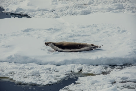 PLA24-21, Day 7, Crabeater Seal, Lemaire Channel © Unknown Photographer - Oceanwide Expeditions.jpg