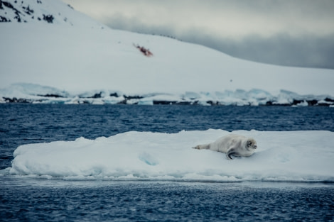 PLA24-21, Day 7, Crabeater Seal, Port Charcot © Unknown Photographer - Oceanwide Expeditions (1).jpg