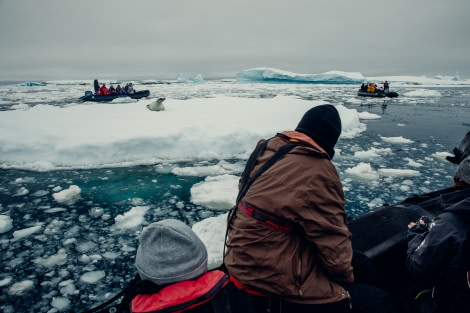 PLA24-21, Day 7, Crabeater Seal, Port Charcot © Unknown Photographer - Oceanwide Expeditions.jpg