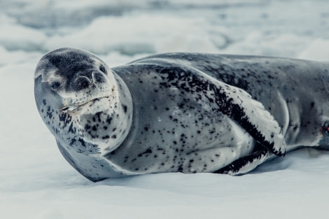 PLA24-21, Day 7, Leopard seal, Port Charcot © Unknown Photographer - Oceanwide Expeditions.jpg