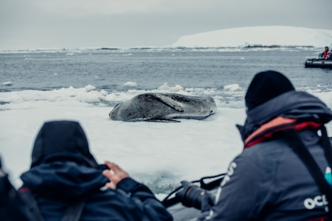 PLA24-21, Day 7, Leopart Seal, Port Charcot © Unknown Photographer - Oceanwide Expeditions.jpg