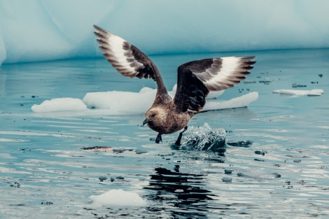 PLA24-21, Day 5, Brown skua, Neko Harbour © Unknown Photographer - Oceanwide Expeditions.jpg