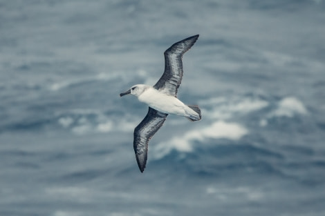 Grey-headed albatross, Drake passage © Unknown Photographer - Oceanwide Expeditions.jpg