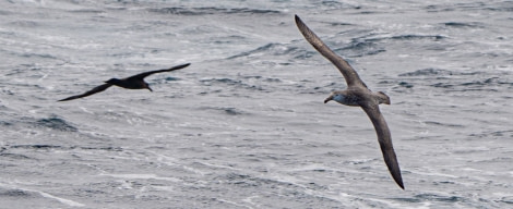 HDS23-21, Day 2, Giant petrels, Drake passage © Unknown Photographer - Oceanwide Expeditions.jpg