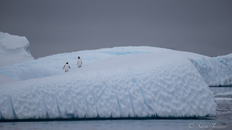 HDS23-21, Day 4, Gentoo penguins, Cuverville © Sara Jenner - Oceanwide Expeditions.jpg