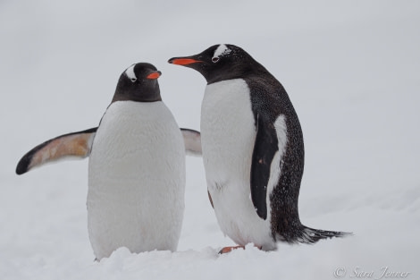 HDS23-21, Day 5, Gentoo penguins, Danco Island © Sara Jenner - Oceanwide Expeditions.jpg