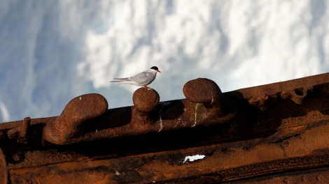 HDS23-21, Day 7, Foyn Harbour, Antarctic tern © Felicity Johnson - Oceanwide Expeditions.JPG