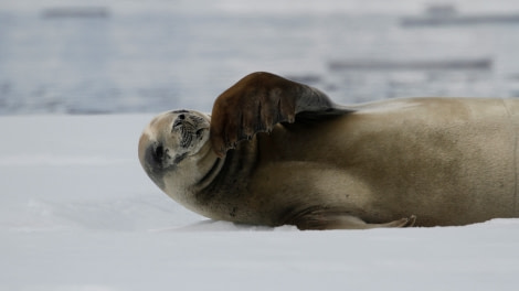 HDS23-21, Day 7, Portal point, Crabeater seal © Felicity Johnson - Oceanwide Expeditions.JPG