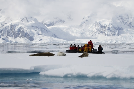 HDS23-21, Day 7, Portal point, Crabeater seals © Felicity Johnson - Oceanwide Expeditions.JPG