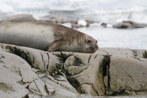 HDS23-21, Day 7, Portal point, Elephant seal © Felicity Johnson - Oceanwide Expeditions.JPG