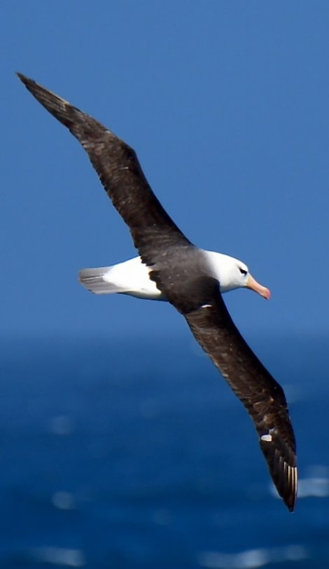 HDS23-21, Day 8, Black-browed albatross, Drake passage © Unknown Photographer - Oceanwide Expeditions.jpg