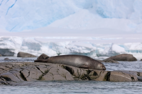 HDS23-21, Elephant Seal 21 Dec © Keirron Tastagh - Oceanwide Expeditions.jpeg