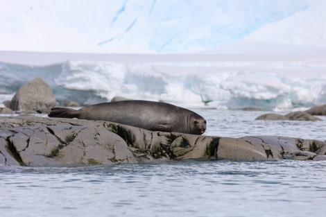 HDS23-21, Elephant Seal tongue out 20 Dec © Keirron Tastagh - Oceanwide Expeditions.jpeg