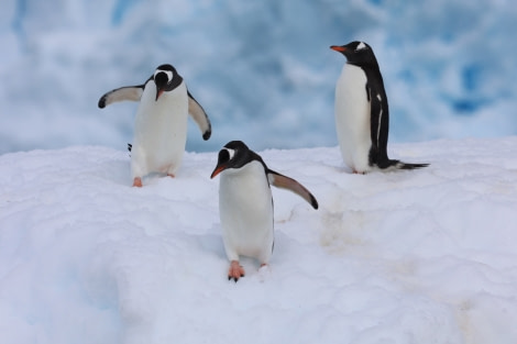 HDS23-21, Marching penguins 21 Dec © Keirron Tastagh - Oceanwide Expeditions.jpeg