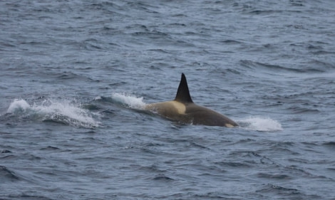 HDS23-21, Orca on surface dorsel fin 20 Dec © Keirron Tastagh - Oceanwide Expeditions.jpeg