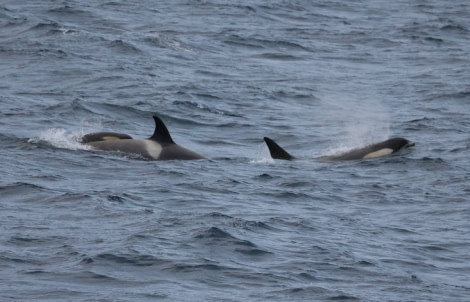 HDS23-21, Orcas 20 Dec © Keirron Tastagh - Oceanwide Expeditions.jpeg