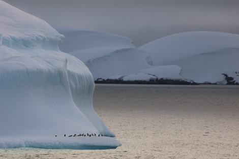 HDS23-21, Penguins on berg 17 Dec © Keirron Tastagh - Oceanwide Expeditions.jpeg