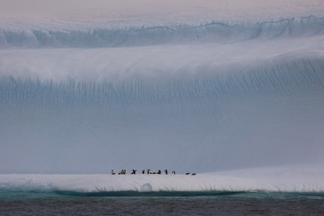 HDS23-21, Penguins on ice 17 Dec © Keirron Tastagh - Oceanwide Expeditions.jpeg