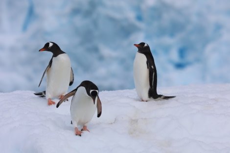 HDS23-21, Penguins on ice 21 Dec © Keirron Tastagh - Oceanwide Expeditions.jpeg