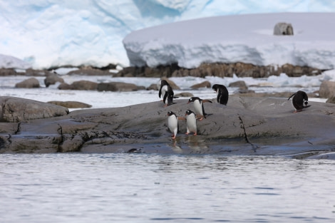 HDS23-21, Penguins walking into sea 21 Dec © Keirron Tastagh - Oceanwide Expeditions.jpeg