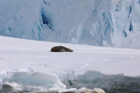 HDS23-21, Seal on ice 21 Dec © Keirron Tastagh - Oceanwide Expeditions.jpeg