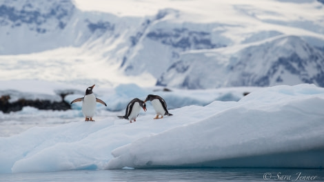 HDS24-21_Day 7_Foyn Harbour 3 © Oceanwide Expeditions.jpg