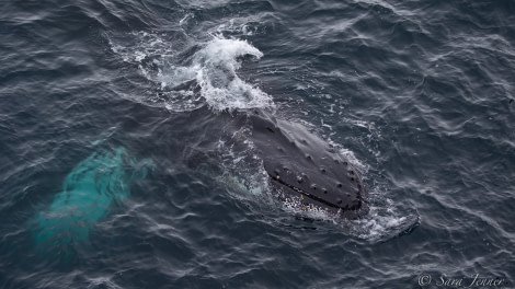 HDS24-21_Day 7_Humpback Whale © Oceanwide Expeditions.jpg