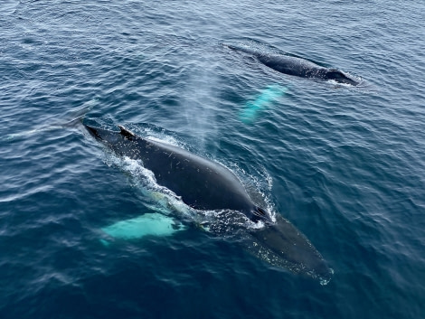 HDS24-21_Day 8_IMG_1711 © Oceanwide Expeditions.jpeg