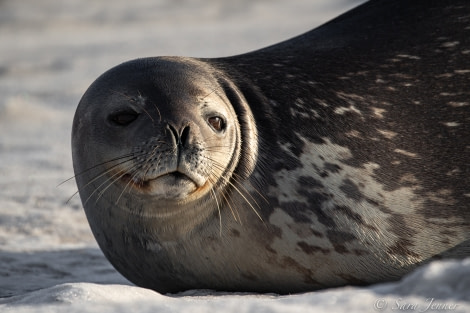 HDS24-21_Day 8_Telefon 1 © Oceanwide Expeditions.jpg