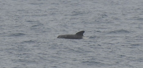 HDS24-21_Day 9_Pilot whale © Oceanwide Expeditions.JPG