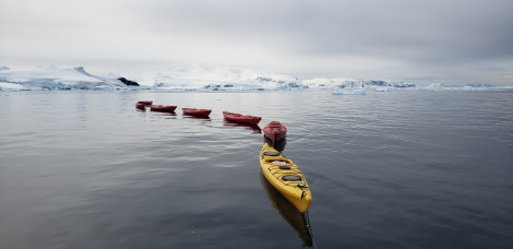 HDS24-21_Kayaking, Foyn Harbour_20211230_171113 © Oceanwide Expeditions.jpg