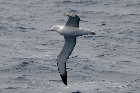 HDS24-21_Day 2_Southern Royal Albatross-ACrowder © Oceanwide Expeditions.jpeg