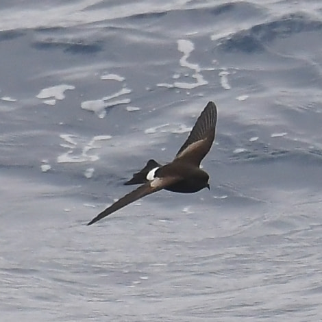 HDS24-21_Day 3_Wilson's Petrel-ACrowder © Oceanwide Expeditions.jpeg