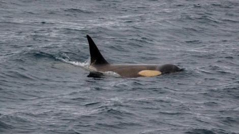 PLA25-22, pippalow-6564 © Pippa Low - Oceanwide Expeditions.jpg