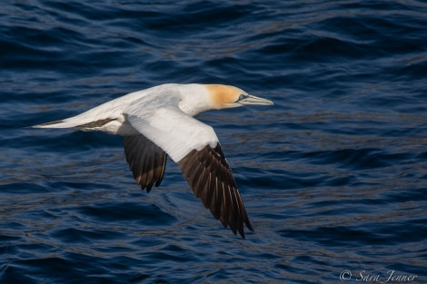 HDSX22_Day 2 Gannet © Sara Jenner - Oceanwide Expeditions.jpg