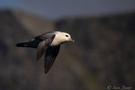 HDSX22_Day 4 Fulmar 2 © Sara Jenner - Oceanwide Expeditions.jpg