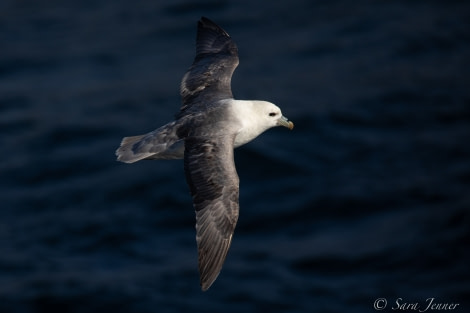 HDSX22_Day 5 Fulmar 3 © Sara Jenner - Oceanwide Expeditions.jpg