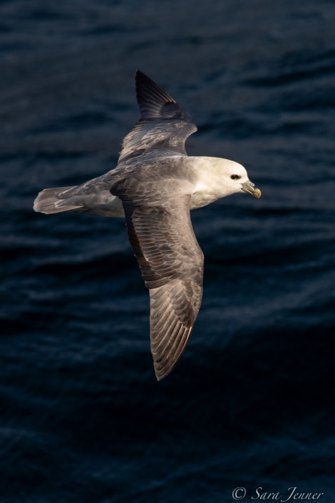 HDSX22_Day 5 Fulmar 5 © Sara Jenner - Oceanwide Expeditions.jpg