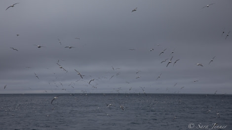 HDSX22_Day 7 Jan Mayen -Sea of Fulmars © Sara Jenner - Oceanwide Expeditions.jpg