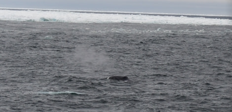 HDSX22_Day 8 Bowhead whale © Unknown Photographer - Oceanwide Expeditions.jpg