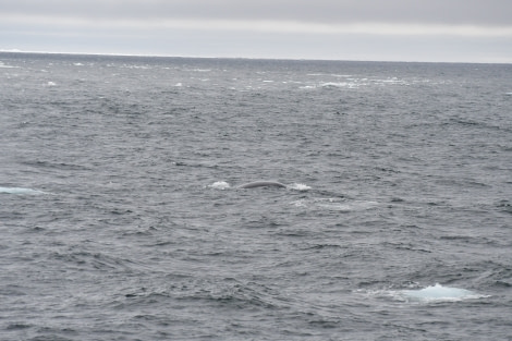 HDSX22_Day 8 Bowhead back © Unknown Photographer - Oceanwide Expeditions.JPG